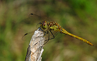 Moustached Darter (Male, Sympetrum vulgatum)